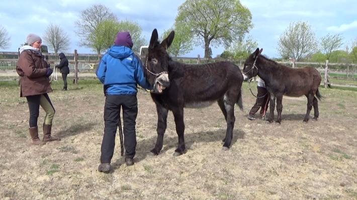 Großesel Vitel Großesel Vitel