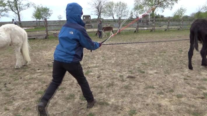 Großesel Vitel Großesel Vitel