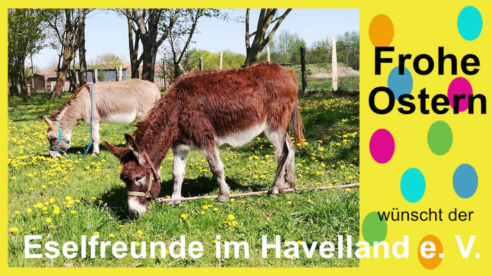 Eselfreunde im Havelland, Brandenburg, Eselwandern, Eselkurse