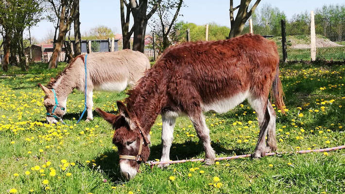 Ostern, Esel, Eselfreunde im Havelland, Brandenburg