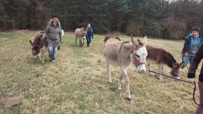 gemeinsam Natur erleben - Eselfreunde auf einer kleinen Eselwanderung gemeinsam Natur erleben - Eselfreunde auf einer kleinen Eselwanderung
